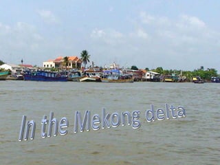 In the Mekong delta  