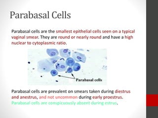 Dog Vaginal Cytology By Dr mehdi Moradi PPTX dog-vaginal-cytology-by-dr-mehdi-moradi-pptx