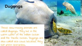 Dugongs
These slow-moving animals are
called dugongs. They live in the
warm water of the Indian Ocean
and the Pacific Ocean. Dugongs are
also called sea cows because they
eat green sea-grass.
 