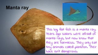 Manta ray
This big, flat fish is a manta ray.
Years ago sailors were afraid of
manta rays, but now know that
they are harmless. They only eat
tiny animals called plankton. Their
back isn’t dangerous.
 