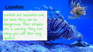 Lionfish
Lionfish are beautiful but,
like lions they can be
dangerous. Their stripes
are a warning. They can
sting you with their long
spines.
 