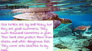 Sea turtles
Sea turtles are big and heavy, but
they are good swimmers. They
swim thousand kilometres a year.
Their hard shell protect them from
sharks and other dangerous fish.
They come onto beaches to lay
eggs.
 