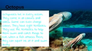 Octopus
Octopuses live in every ocean.
They come in all colours and
sizes. Some can even change
colour. They have eight tentacles.
They use the tentacles to help
them swim and catch things to
eat. When a fish attacks them,
they can squirt ink at it and swim
away.
 