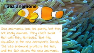Sea anemone
Sea anemones look like plants, but they
are really animals. They catch small
fish with they tentacles. But this
clownfish is the sea anemone’s friend.
The sea anemone protects the fish,
and the fish cleans the sea anemone.
 