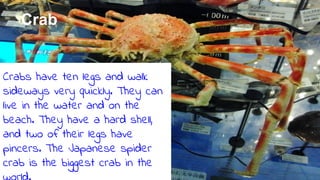 Crab
Crabs have ten legs and walk
sideways very quickly. They can
live in the water and on the
beach. They have a hard shell,
and two of their legs have
pincers. The Japanese spider
crab is the biggest crab in the
 