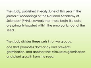 The study, published in early June of this year in the
journal *Proceedings of the National Academy of
Sciences* (PNAS), reveals that these brain-like cells
are primarily located within the embryonic root of the
seed.
The study divides these cells into two groups:
one that promotes dormancy and prevents
germination, and another that stimulates germination
and plant growth from the seed.
 