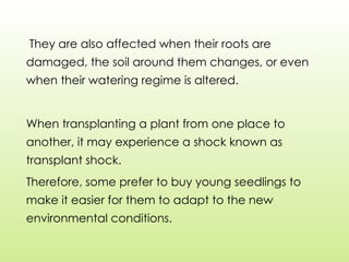 They are also affected when their roots are
damaged, the soil around them changes, or even
when their watering regime is altered.
When transplanting a plant from one place to
another, it may experience a shock known as
transplant shock.
Therefore, some prefer to buy young seedlings to
make it easier for them to adapt to the new
environmental conditions.
 