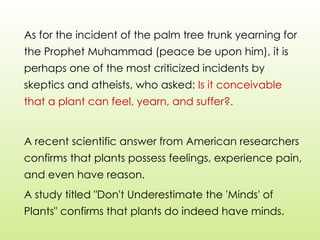 As for the incident of the palm tree trunk yearning for
the Prophet Muhammad (peace be upon him), it is
perhaps one of the most criticized incidents by
skeptics and atheists, who asked: Is it conceivable
that a plant can feel, yearn, and suffer?.
A recent scientific answer from American researchers
confirms that plants possess feelings, experience pain,
and even have reason.
A study titled "Don't Underestimate the 'Minds' of
Plants" confirms that plants do indeed have minds.
 