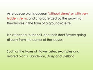 Asteraceae plants appear "without stems" or with very
hidden stems, and characterized by the growth of
their leaves in the form of a ground rosette.
It is attached to the soil, and their short flowers spring
directly from the center of the leaves.
Such as the types of flower aster. examples and
related plants, Dandelion, Daisy and Stellaria.
 