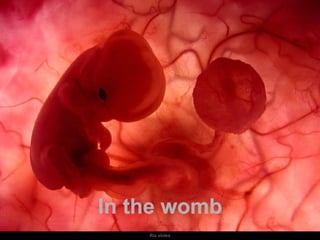 In the womb
Um feto de poucas semanas encontra-se
               no interior do útero de sua mãe.
                            Ria slides
 
