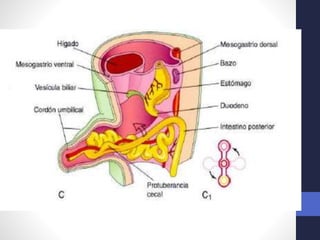 Intestino Normal Desarrollo normal del Intestino medio y caudal. 2018. Dr. Igor Pardo ...
