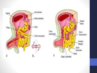 Intestino Normal Desarrollo normal del Intestino medio y caudal. 2018. Dr. Igor Pardo ...
