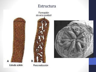 Intestino Normal Desarrollo normal del Intestino medio y caudal. 2018. Dr. Igor Pardo ...
