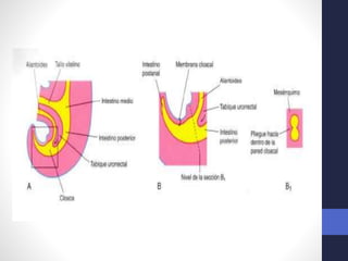 Intestino Normal Desarrollo normal del Intestino medio y caudal. 2018. Dr. Igor Pardo ...