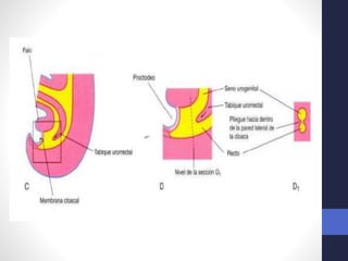 Intestino Normal Desarrollo normal del Intestino medio y caudal. 2018. Dr. Igor Pardo ...