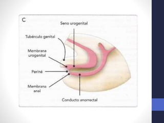 Intestino Normal Desarrollo normal del Intestino medio y caudal. 2018. Dr. Igor Pardo ...