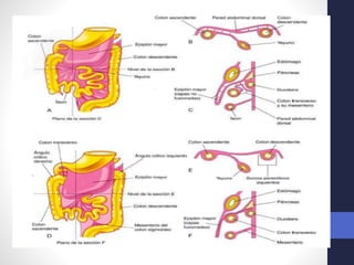 Intestino Normal Desarrollo normal del Intestino medio y caudal. 2018. Dr. Igor Pardo ...