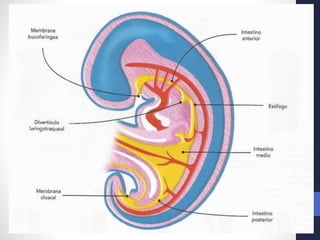 Intestino Normal Desarrollo normal del Intestino medio y caudal. 2018. Dr. Igor Pardo ...