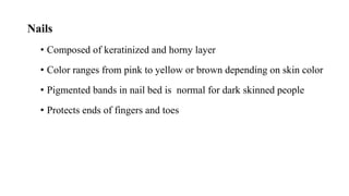 13
Nails
• Composed of keratinized and horny layer
• Color ranges from pink to yellow or brown depending on skin color
• P...