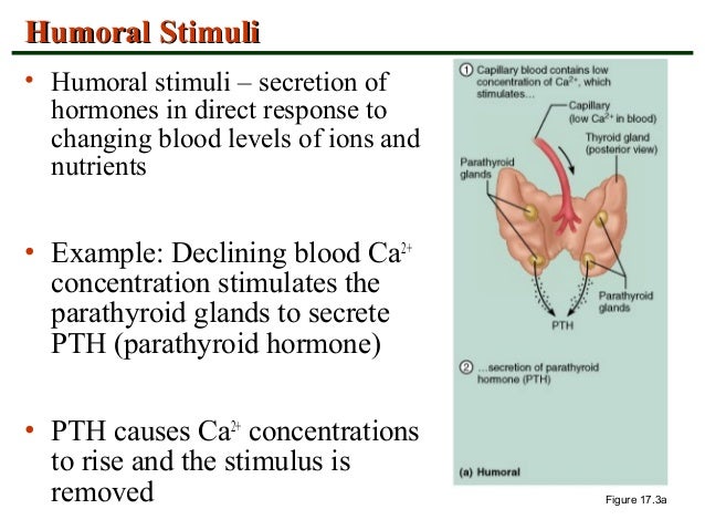 Intoduction to endocrine