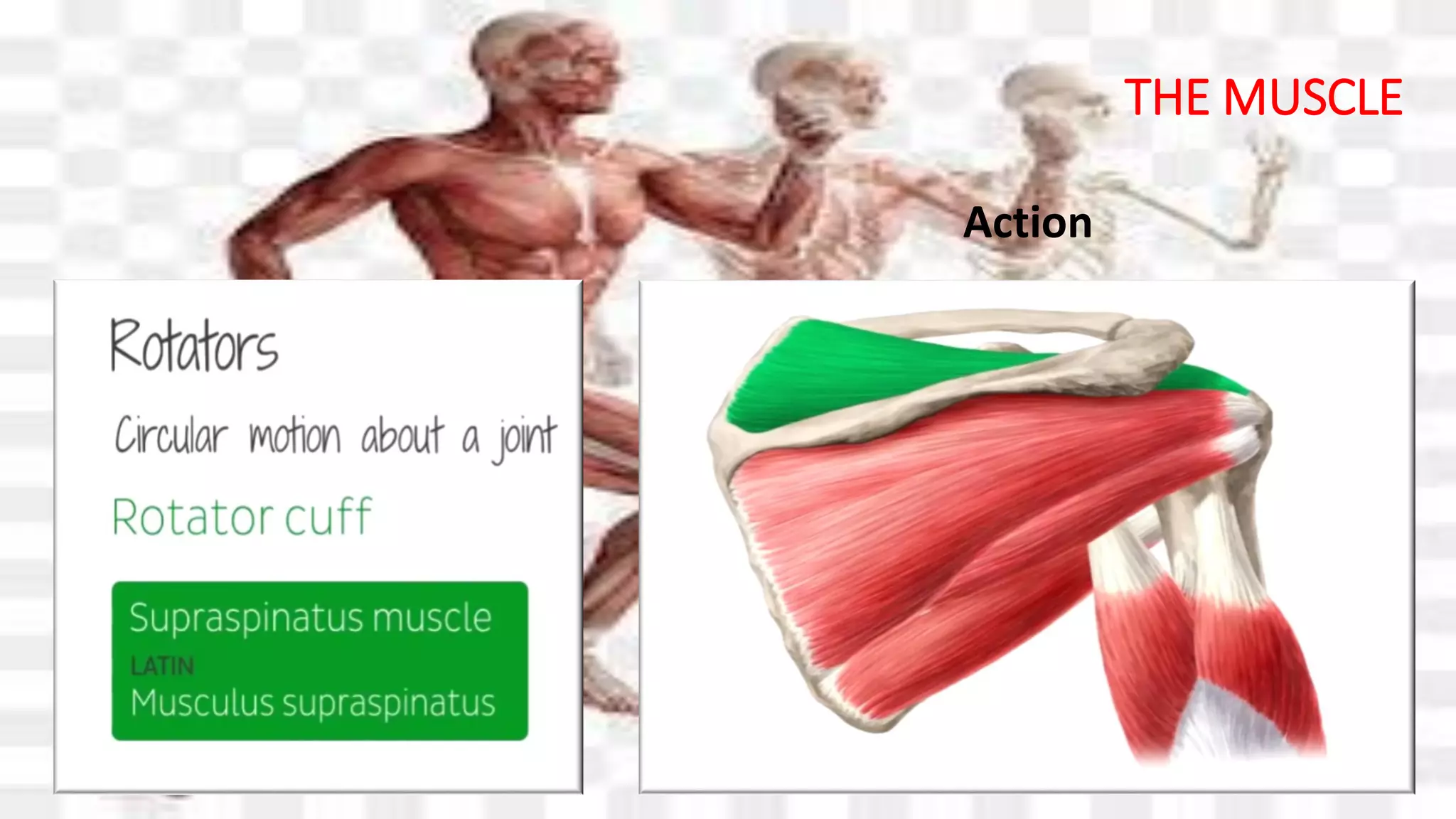 Intoduction to Kinetic Anatomy.pdf