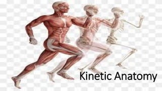 Kinetic Anatomy
 