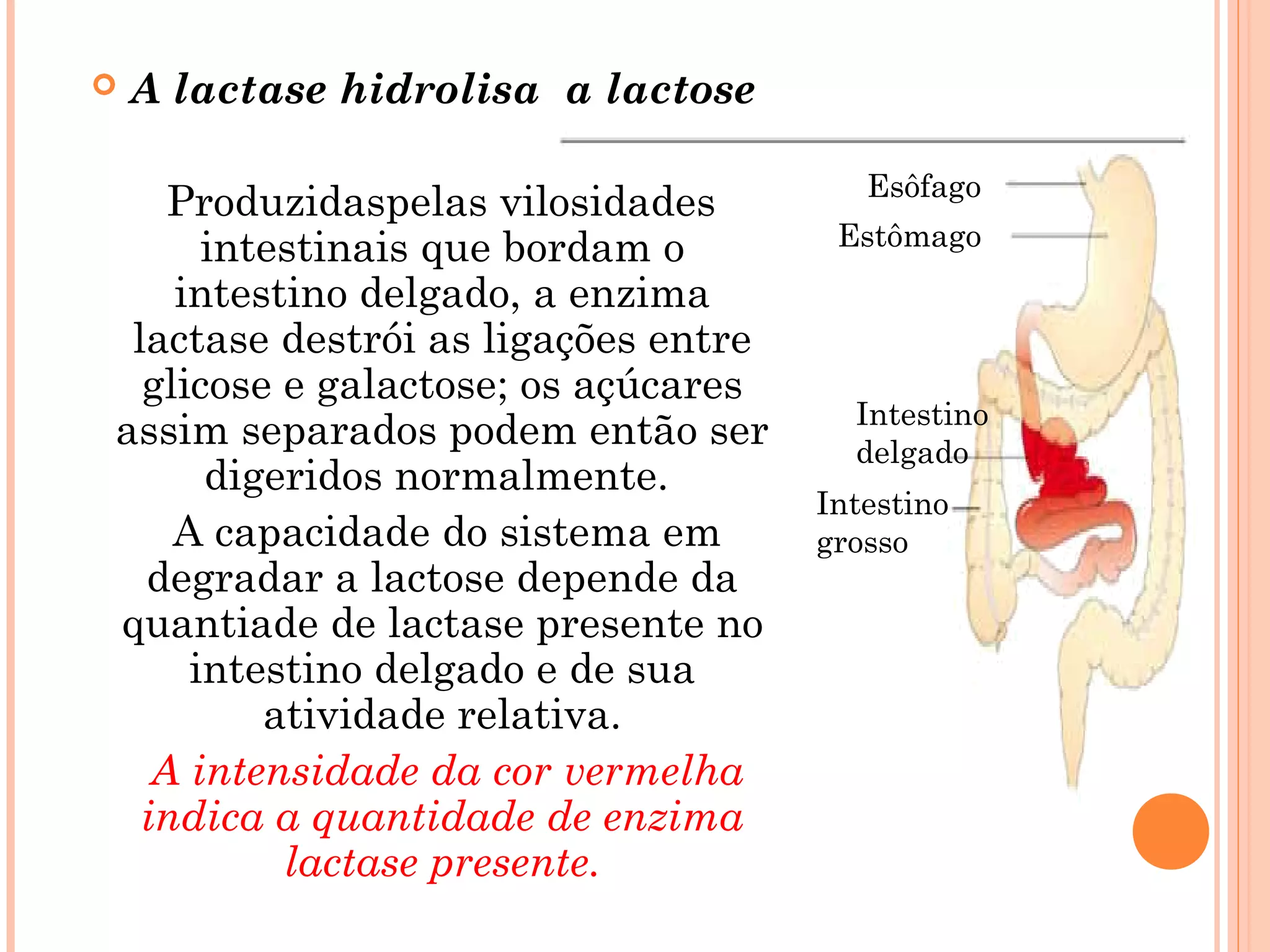    A lactase hidrolisa a lactose

                                        Esôfago
    Produzidaspelas vilosidades
      intestinais que bordam o        Estômago
    intestino delgado, a enzima
 lactase destrói as ligações entre
  glicose e galactose; os açúcares
                                       Intestino
assim separados podem então ser        delgado
      digeridos normalmente.
                                     Intestino
    A capacidade do sistema em       grosso
  degradar a lactose depende da
quantiade de lactase presente no
     intestino delgado e de sua
         atividade relativa.
   A intensidade da cor vermelha
  indica a quantidade de enzima
          lactase presente.
 