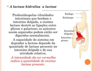    A lactase hidrolisa a lactose

                                        Esôfago
    Produzidaspelas vilosidades
      intestinais que bordam o        Estômago
    intestino delgado, a enzima
 lactase destrói as ligações entre
  glicose e galactose; os açúcares
                                       Intestino
assim separados podem então ser        delgado
      digeridos normalmente.
                                     Intestino
    A capacidade do sistema em       grosso
  degradar a lactose depende da
quantiade de lactase presente no
     intestino delgado e de sua
         atividade relativa.
   A intensidade da cor vermelha
  indica a quantidade de enzima
          lactase presente.
 
