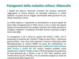 Patogenesi della malattia celiaca: didascalia
I peptidi del glutine, altamente resistenti alle proteasi intestinali,
raggiungono la lamina propria, sia passando attraverso le cellule
epiteliali, sia grazie ad una maggior permeabilità delle giunzioni fra una
cellula intestinale e l’altra.

Lo stretto legame, e soprattutto la deamidazione di questi peptidi da
parte della transglutaminasi 2 (TG2), fanno sì che si creino dei potenti
epitopi immunostimolanti che vengono mostrati sulle cellule presentanti
l'antigene mediante il complesso HLA-DQ2 (human leukocyte antigen,
HLA) o HLA-DQ8.

In conseguenza a ciò si attiva la risposta dei linfociti T CD4+, con la
produzione di citochine per i linfociti T helper di tipo 1(Th1) - interferone
gamma (IFN)-γ - che a loro volta inducono il rilascio e l'attivazione delle
Metalloproteinasi di matrice (MMP) da parte dei miofibroblasti. Le
conseguenze finali di questo processo sono modificazioni della struttura
della mucosa e atrofia dei villi. Inoltre, vengono prodotte anche
citochine per i linfociti T helper di tipo 2 (Th2) che guidano la produzione
di (auto-)anticorpi per il glutine e per la TG2. Altre citochine quali
l'interleuchina (IL)-18, l'IFN-alfa, o l'IL-21 sembrano svolgere un ruolo nel
mantenimento della risposta Th1.
 