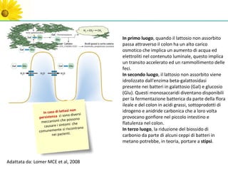 In primo luogo, quando il lattosio non assorbito
                                                passa attraverso il colon ha un alto carico
                                                osmotico che implica un aumento di acqua ed
                                                elettroliti nel contenuto luminale, questo implica
                                                un transito accelerato ed un rammollimento delle
                                                feci.
                                                In secondo luogo, il lattosio non assorbito viene
                                                idrolizzato dall'enzima beta-galattosidasi
                                                presente nei batteri in galattosio (Gal) e glucosio
                                                (Glu). Questi monosaccaridi diventano disponibili
                                                per la fermentazione batterica da parte della flora
                                                ileale e del colon in acidi grassi, sottoprodotti di
                                  si non        idrogeno e anidride carbonica che a loro volta
                 In caso di latta
                               sono diversi
               persistenza ci                   provocano gonfiore nel piccolo intestino e
                                e possono
                meccanismi ch                   flatulenza nel colon.
                                  mi che
                  causare i sinto
                               si riscontrano   In terzo luogo, la riduzione del biossido di
               comunemente
                       nei pazienti.            carbonio da parte di alcuni ceppi di batteri in
                                                metano potrebbe, in teoria, portare a stipsi.



Adattata da: Lomer MCE et al, 2008
 