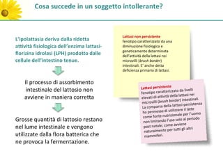 Cosa succede in un soggetto intollerante?


                                            Lattasi non persistente
L’ipolattasia deriva dalla ridotta          fenotipo caratterizzato da una
attività fisiologica dell’enzima lattasi-   diminuzione fisiologica e
                                            geneticamente determinata
florizina idrolasi (LPH) prodotto dalle     dell’attività della lattasi nei
cellule dell’intestino tenue.               microvilli (brush border)
                                            intestinali. E’ anche detta
                                            deficienza primaria di lattasi.


    Il processo di assorbimento
                                                       Lattasi persistente
     intestinale del lattosio non                      fenotipo caratteriz
                                                                            zato da livelli
                                                                              lla lattasi nei
    avviene in maniera corretta                        elevati di attività de
                                                                                 er) intestinali.
                                                        m icrovilli (brush bord
                                                                             lattasi-persistenza
                                                        La comparsa della
                                                                            ilizzare il latte
                                                        ha permesso di ut
                                                                            ionale per l’uomo
                                                        come fonte nutriz
Grosse quantità di lattosio restano                      non limitando l'uso
                                                                                solo al periodo
                                                                              avviene
nel lume intestinale e vengono                           post natale; come
                                                                              tutti gli altri
                                                         naturalmente per
utilizzate dalla flora batterica che                     mammiferi.
ne provoca la fermentazione.
 
