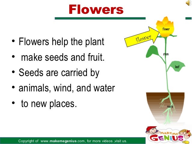 introduction to plant parts what part of the plant makes seeds