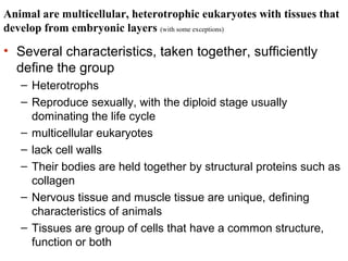 Animal are multicellular, heterotrophic eukaryotes with tissues that
develop from embryonic layers (with some exceptions)

• Several characteristics, taken together, sufficiently
define the group
– Heterotrophs
– Reproduce sexually, with the diploid stage usually
dominating the life cycle
– multicellular eukaryotes
– lack cell walls
– Their bodies are held together by structural proteins such as
collagen
– Nervous tissue and muscle tissue are unique, defining
characteristics of animals
– Tissues are group of cells that have a common structure,
function or both

 