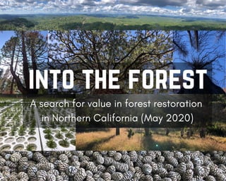 A search for value in forest restoration
in Northern California (May 2020)
into the forest
 