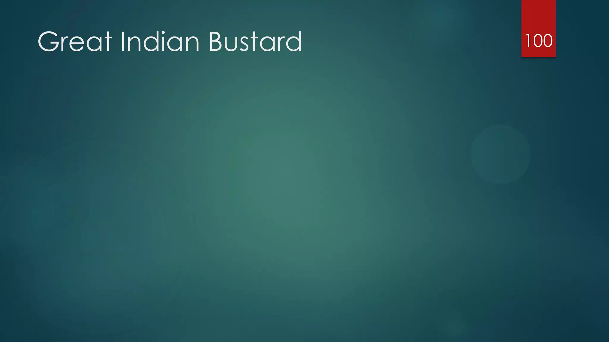 Great Indian Bustard

100

 