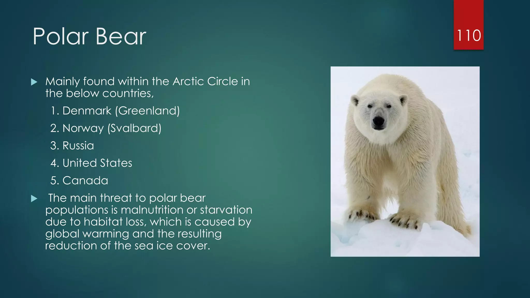Polar Bear


Mainly found within the Arctic Circle in
the below countries,

1. Denmark (Greenland)
2. Norway (Svalbard)
3. Russia
4. United States

5. Canada


The main threat to polar bear
populations is malnutrition or starvation
due to habitat loss, which is caused by
global warming and the resulting
reduction of the sea ice cover.

110

 