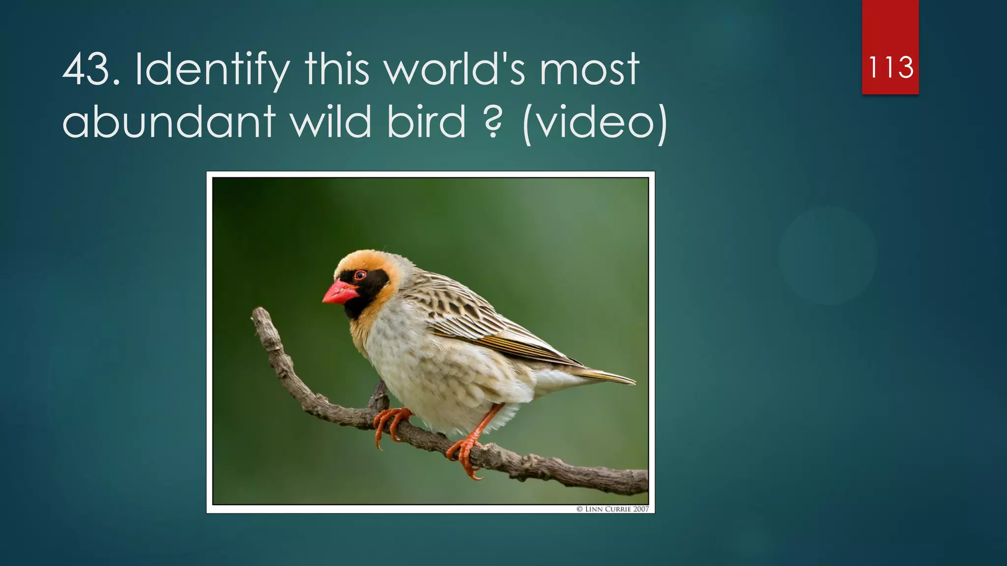 43. Identify this world's most
abundant wild bird ? (video)

113

 