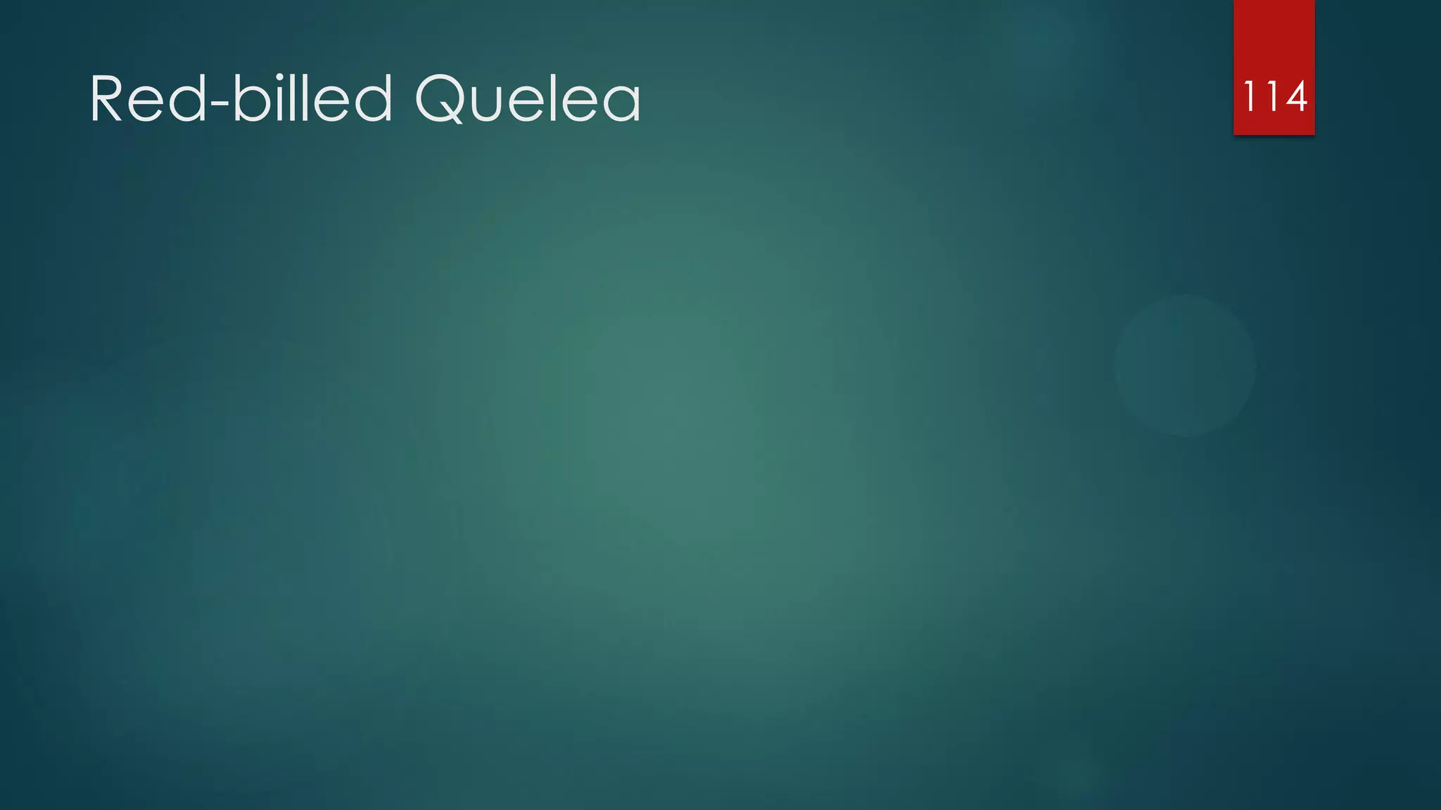 Red-billed Quelea

114

 