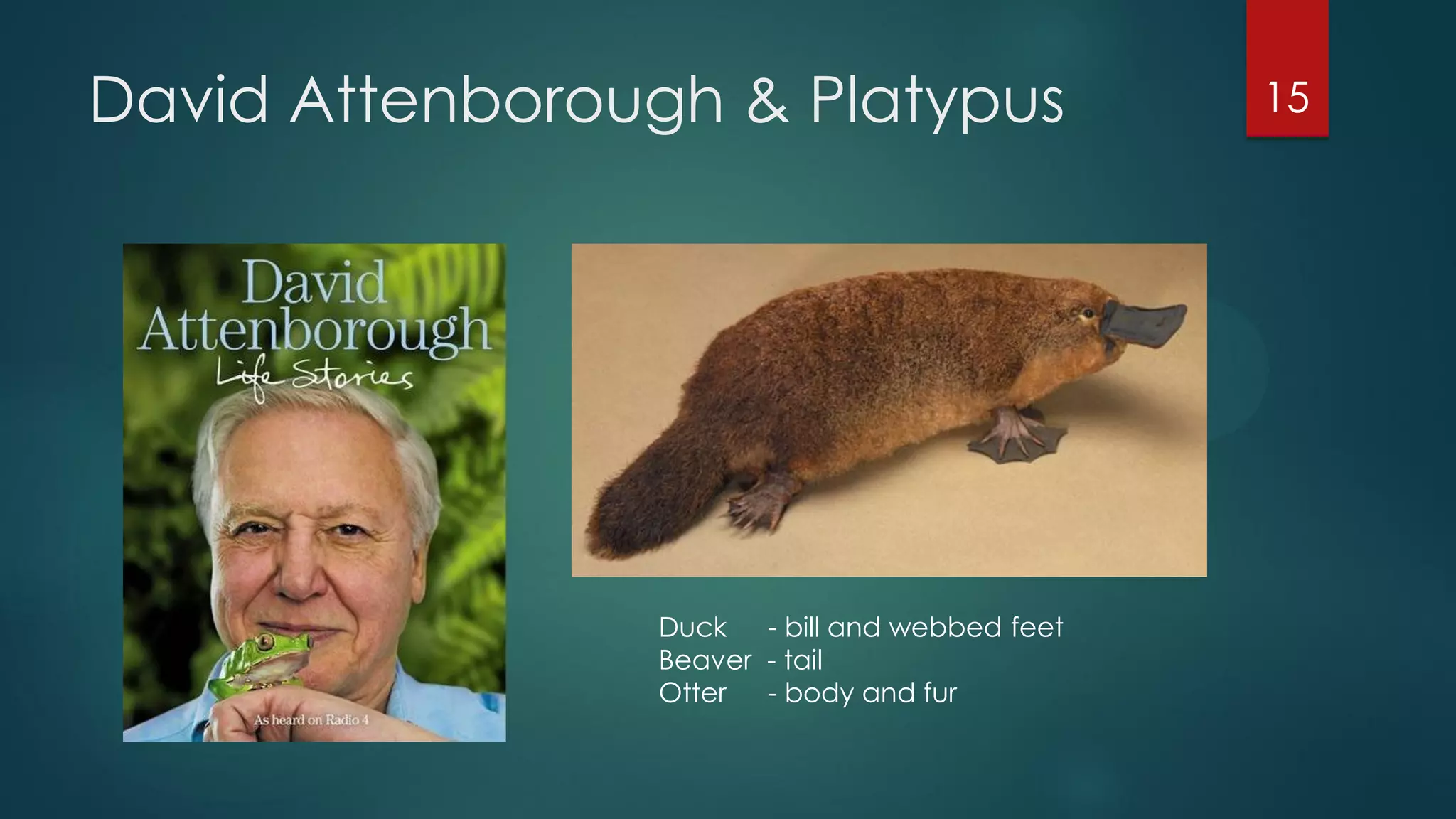 David Attenborough & Platypus

Duck - bill and webbed feet
Beaver - tail
Otter
- body and fur

15

 
