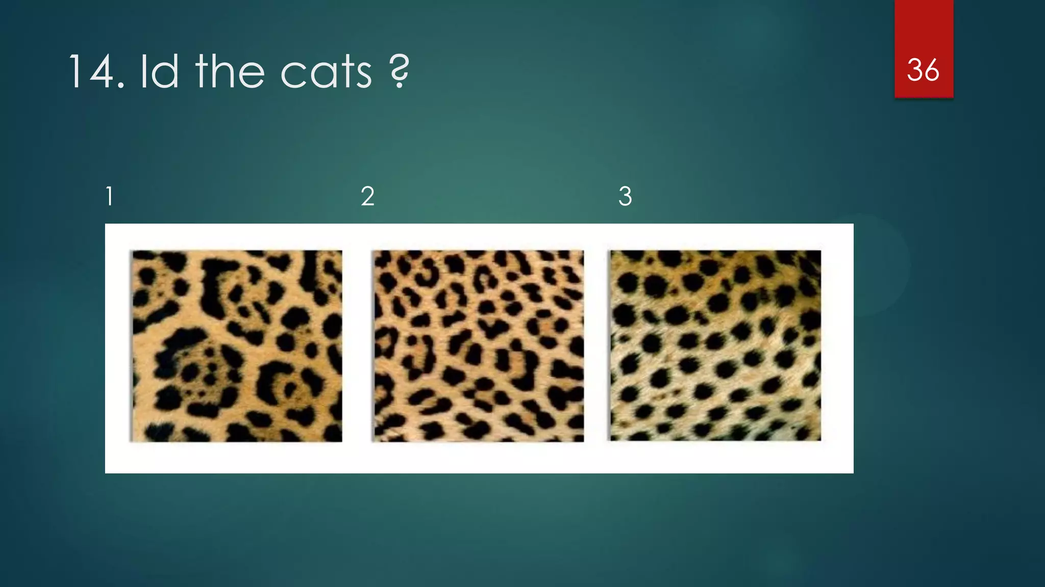14. Id the cats ?
1

2

36

3

 