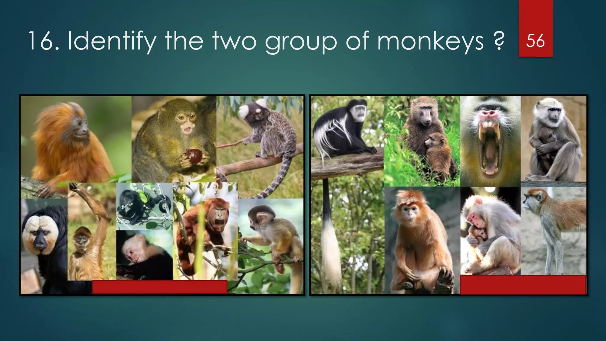16. Identify the two group of monkeys ?

56

 