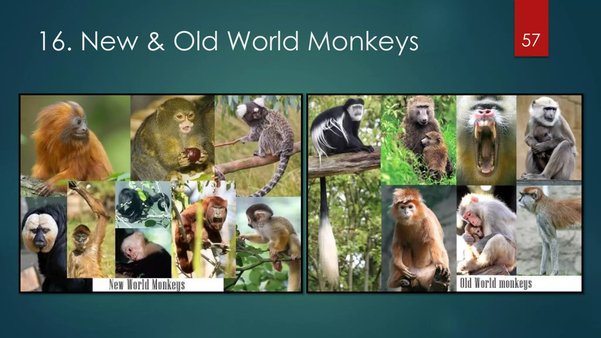 16. New & Old World Monkeys

57

 