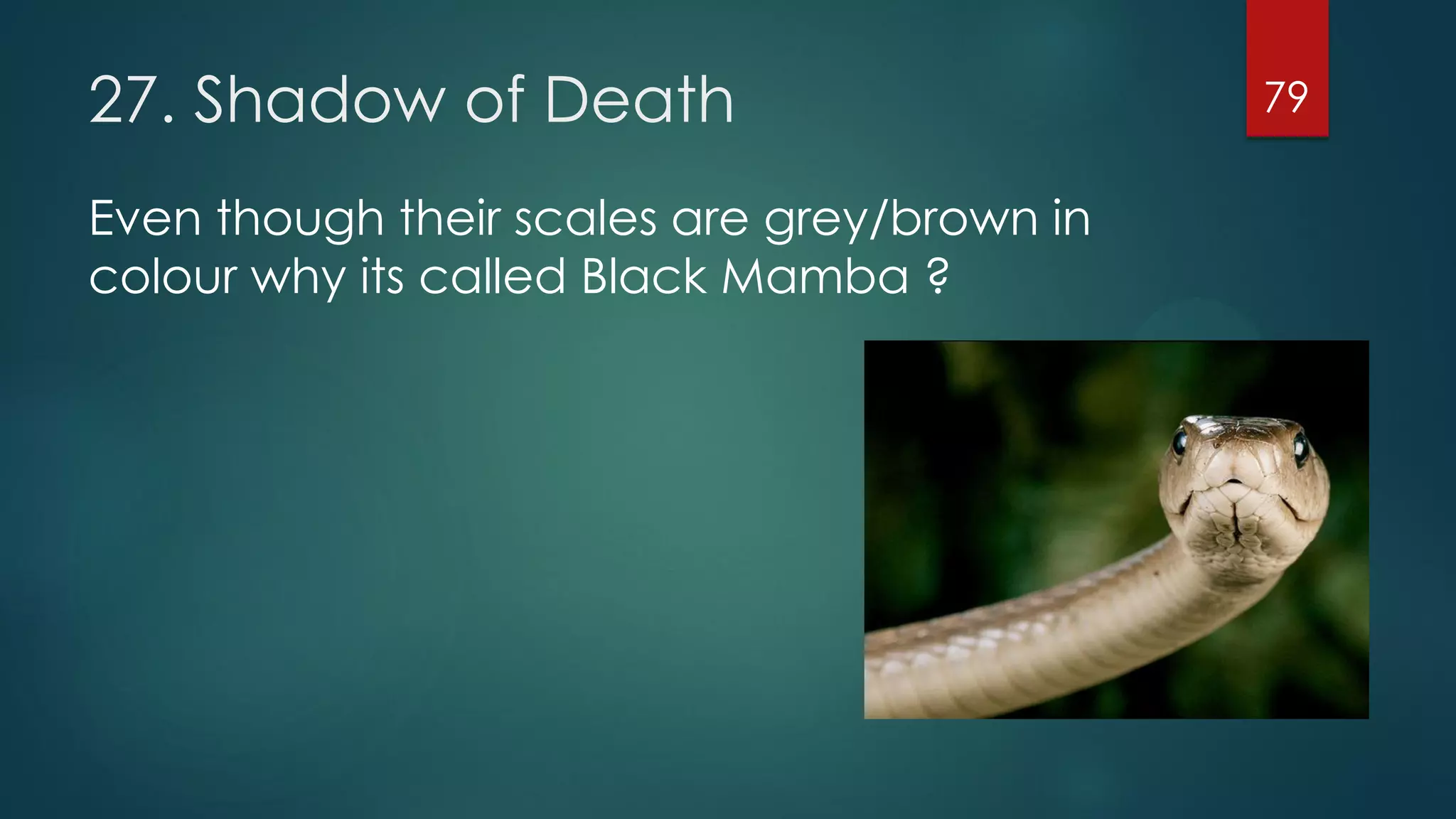 27. Shadow of Death
Even though their scales are grey/brown in
colour why its called Black Mamba ?

79

 