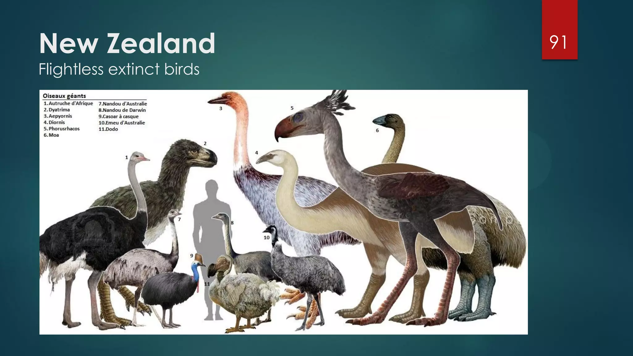 New Zealand
Flightless extinct birds

91

 