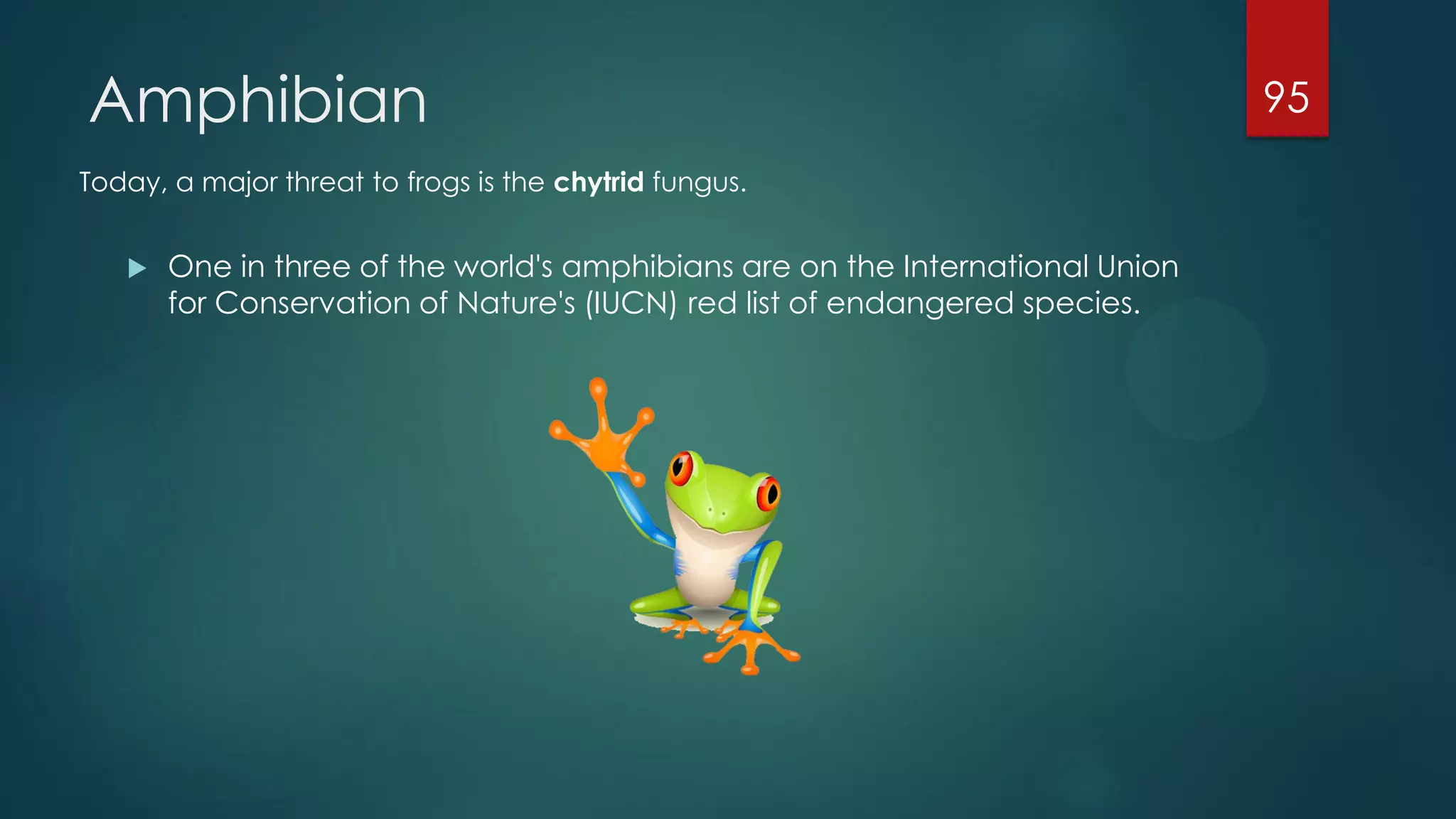 Amphibian
Today, a major threat to frogs is the chytrid fungus.


One in three of the world's amphibians are on the International Union
for Conservation of Nature's (IUCN) red list of endangered species.

95

 