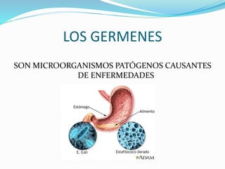 LOS GERMENES
SON MICROORGANISMOS PATÓGENOS CAUSANTES
DE ENFERMEDADES
 