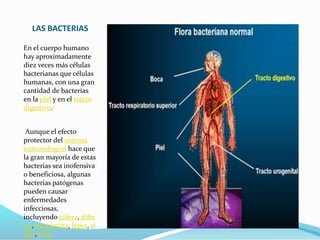 LAS BACTERIAS
En el cuerpo humano
hay aproximadamente
diez veces más células
bacterianas que células
humanas, con una gran
cantidad de bacterias
en la piel y en el tracto
digestivo.7
Aunque el efecto
protector del sistema
inmunológico hace que
la gran mayoría de estas
bacterias sea inofensiva
o beneficiosa, algunas
bacterias patógenas
pueden causar
enfermedades
infecciosas,
incluyendo cólera, difte
ria, escarlatina, lepra, sí
filis, tifus
 