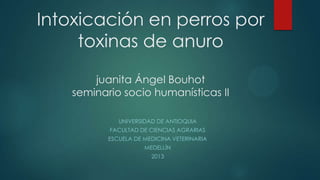Intoxicación en perros por
     toxinas de anuro

        juanita Ángel Bouhot
    seminario socio humanísticas II

              UNIVERSIDAD DE ANTIOQUIA
           FACULTAD DE CIENCIAS AGRARIAS
           ESCUELA DE MEDICINA VETERINARIA
                      MEDELLÍN
                        2013
 