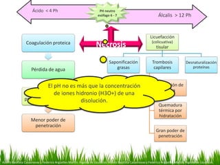 Coagulación proteica
Pérdida de agua
Escara firme y
protectora en mucosa
Menor poder de
penetración
Ácido < 4 Ph
Álcalis > 12 Ph
PH neutro
esófago 6 - 7
Licuefacción
(colicuativa)
tisular
Saponificación
grasas
Trombosis
capilares
Retención de
agua
Quemadura
térmica por
hidratación
Gran poder de
penetración
Desnaturalización
proteínas
Necrosis
Adolfo Bautista Casasnovas y Federico Argüelles Martín. Ingesta de cáusticos. Adolfo Bautista Casasnovas y Federico Argüelles Martín. Ingesta de cáusticos.
El pH no es más que la concentración
de iones hidronio (H3O+) de una
disolución.
 