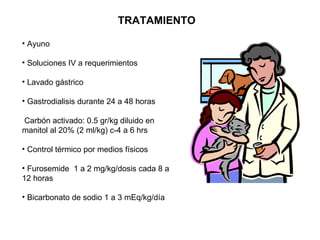 TRATAMIENTO Ayuno Soluciones IV a requerimientos Lavado gástrico Gastrodialisis durante 24 a 48 horas Carbón activado: 0.5 gr/kg diluido en manitol al 20% (2 ml/kg) c-4 a 6 hrs Control térmico por medios físicos Furosemide  1 a 2 mg/kg/dosis cada 8 a 12 horas Bicarbonato de sodio 1 a 3 mEq/kg/día  